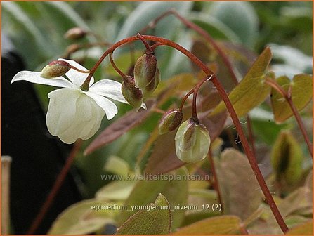 Epimedium youngianum &#039;Niveum&#039; | Elfenbloem | Zierliche Garten-Elfenblume