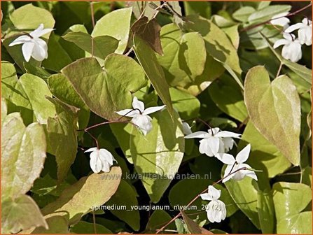 Epimedium youngianum &#039;Niveum&#039; | Elfenbloem | Zierliche Garten-Elfenblume