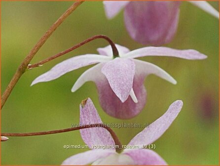 Epimedium youngianum &#039;Roseum&#039; | Elfenbloem | Zierliche Garten-Elfenblume