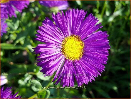 Erigeron &#039;Sommerabend&#039; | Fijnstraal | Feinstrahl