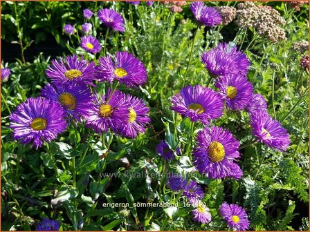 Erigeron &#039;Sommerabend&#039; | Fijnstraal | Feinstrahl