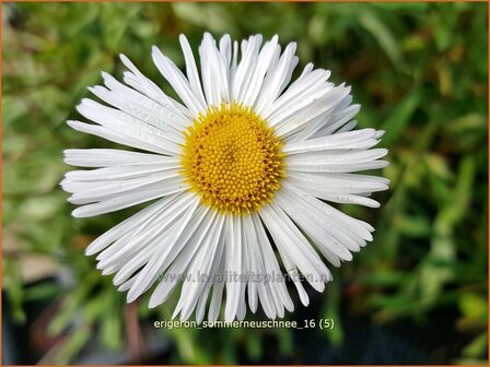Erigeron &#039;Sommerneuschnee&#039; | Fijnstraal | Feinstrahl | Fleabane