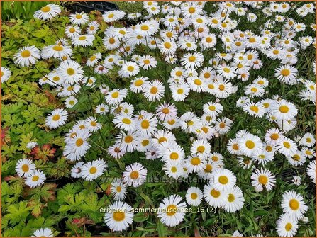 Erigeron &#039;Sommerneuschnee&#039; | Fijnstraal | Feinstrahl