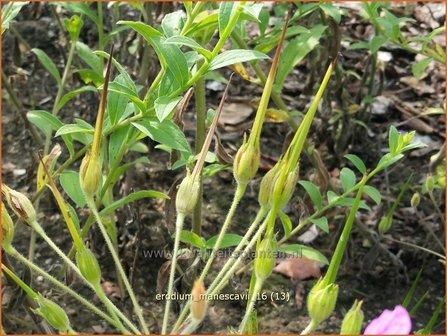 Erodium manescavii | Reigersbek | Pyrenäen Reiherschnabel