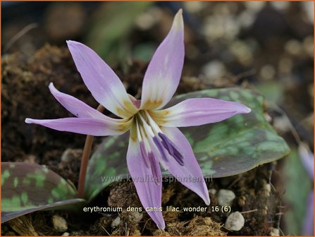 Erythronium dens-canis &#039;Lilac Wonder&#039; | Hondstand, Forellenlelie | Europ&auml;ischer Hundszahn