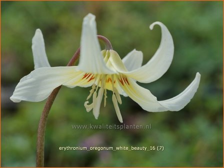 Erythronium oregonum &#039;White Beauty&#039; | Hondstand | Oregon-Hundszahn