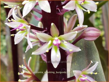 Eucomis &#039;Sparkling Burgundy&#039; | Kuiflelie, Ananasplant | Ananasblume