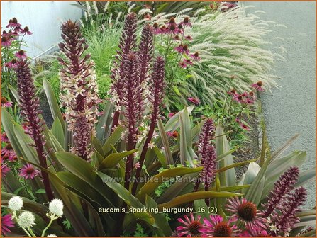 Eucomis &#039;Sparkling Burgundy&#039; | Kuiflelie, Ananasplant | Ananasblume