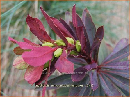 Euphorbia amygdaloides 'Purpurea' | Amandelwolfsmelk, Wolfsmelk | Mandelblättrige Wolfsmilch