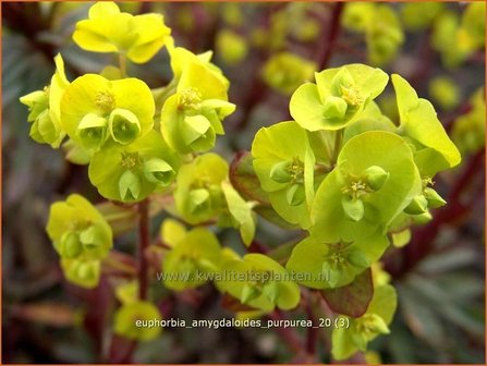 Euphorbia amygdaloides 'Purpurea' | Amandelwolfsmelk, Wolfsmelk | Mandelblättrige Wolfsmilch