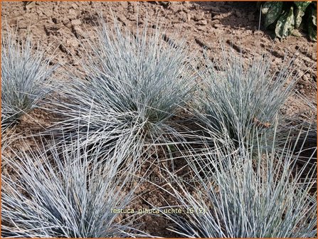 Festuca glauca &#039;Uchte&#039; | Blauw schapengras, Zwenkgras, Schapengras | Blauschwingel