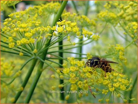 Foeniculum vulgare | Venkel | Gew&ouml;hnlicher Fenchel