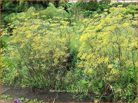 Foeniculum vulgare | Venkel | Gewöhnlicher Fenchel