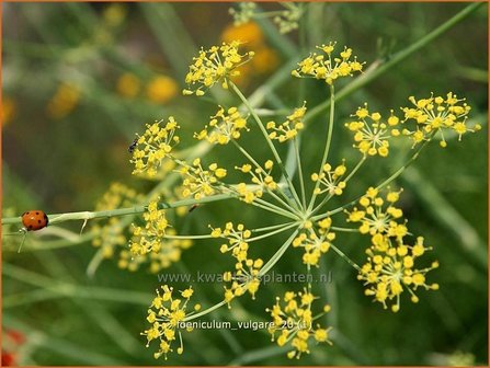 Foeniculum vulgare | Venkel | Gew&ouml;hnlicher Fenchel