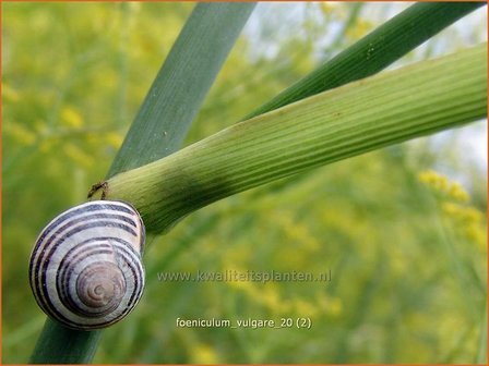 Foeniculum vulgare | Venkel | Gewöhnlicher Fenchel