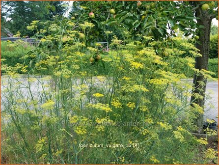 Foeniculum vulgare | Venkel | Gew&ouml;hnlicher Fenchel