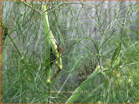 Foeniculum vulgare | Venkel | Gew&ouml;hnlicher Fenchel