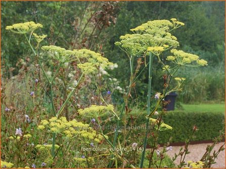 Foeniculum vulgare | Venkel | Gew&ouml;hnlicher Fenchel