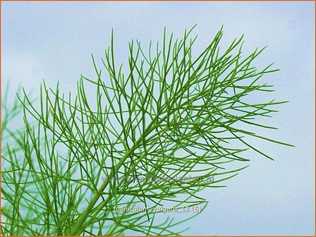 Foeniculum vulgare | Venkel | Gew&ouml;hnlicher Fenchel