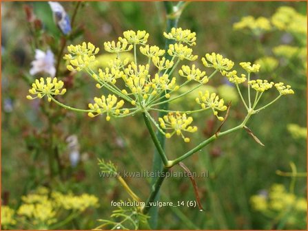 Foeniculum vulgare | Venkel | Gew&ouml;hnlicher Fenchel