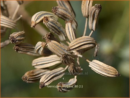 Foeniculum vulgare | Venkel | Gewöhnlicher Fenchel