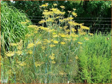 Foeniculum vulgare | Venkel | Gew&ouml;hnlicher Fenchel