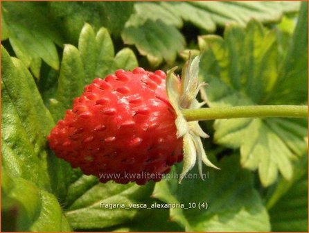 Fragaria vesca &#039;Alexandria&#039; | Bosaardbei, Aardbei | Walderdbeere