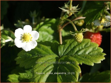 Fragaria vesca &#039;Alexandria&#039; | Bosaardbei, Aardbei | Walderdbeere