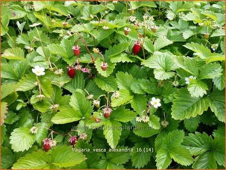 Fragaria vesca &#039;Alexandria&#039; | Bosaardbei, Aardbei | Walderdbeere