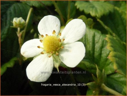 Fragaria vesca &#039;Alexandria&#039; | Bosaardbei, Aardbei | Walderdbeere