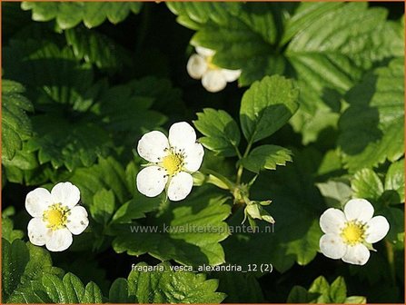 Fragaria vesca &#039;Alexandria&#039; | Bosaardbei, Aardbei | Walderdbeere