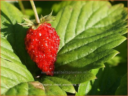 Fragaria vesca &#039;Alexandria&#039; | Bosaardbei, Aardbei | Walderdbeere