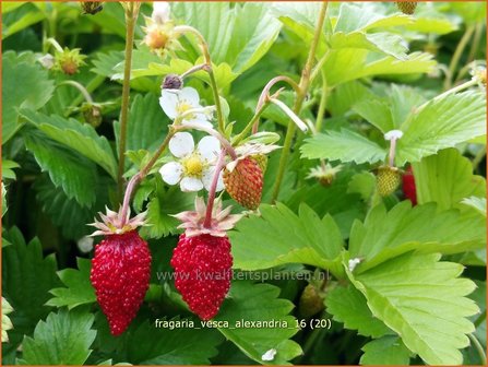 Fragaria vesca &#039;Alexandria&#039; | Bosaardbei, Aardbei | Walderdbeere