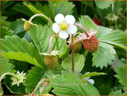 Fragaria vesca &#039;Alexandria&#039; | Bosaardbei, Aardbei | Walderdbeere