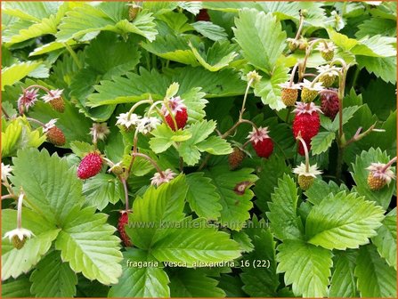 Fragaria vesca &#039;Alexandria&#039; | Bosaardbei, Aardbei | Walderdbeere