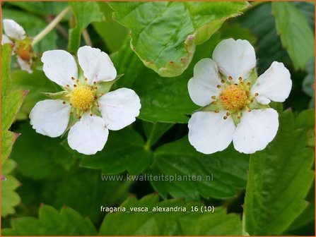 Fragaria vesca &#039;Alexandria&#039; | Bosaardbei, Aardbei | Walderdbeere