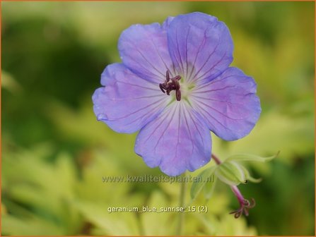 Geranium 'Blue Sunrise' | Ooievaarsbek, Tuingeranium | Storchschnabel
