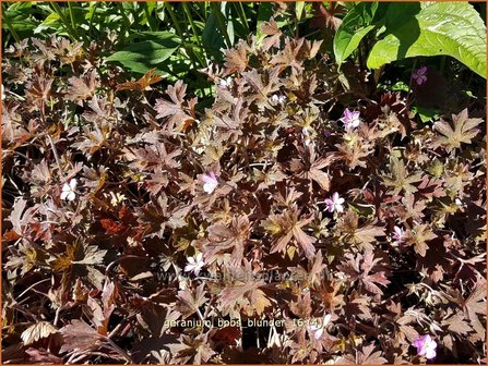 Geranium &#039;Bob&#039;s Blunder&#039; | Ooievaarsbek, Tuingeranium | Storchschnabel