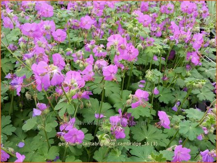 Geranium cantabrigiense &#039;Cambridge&#039; | Ooievaarsbek, Tuingeranium | Cambridge-Storchschnabel