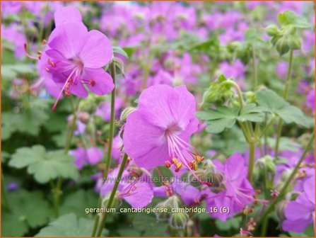 Geranium cantabrigiense &#039;Cambridge&#039; | Ooievaarsbek, Tuingeranium | Cambridge-Storchschnabel