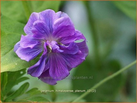 Geranium himalayense 'Plenum' | Ooievaarsbek, Tuingeranium | Himalaya-Storchschnabel