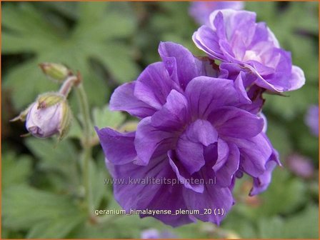 Geranium himalayense 'Plenum' | Ooievaarsbek, Tuingeranium | Himalaya-Storchschnabel