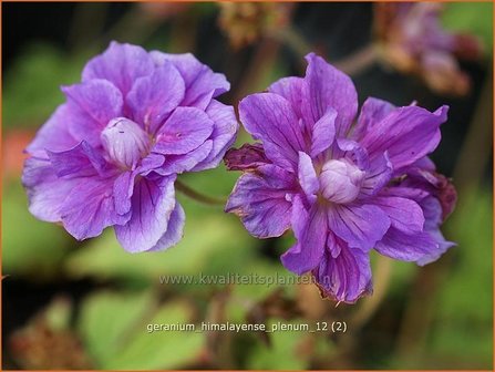 Geranium himalayense 'Plenum' | Ooievaarsbek, Tuingeranium | Himalaya-Storchschnabel