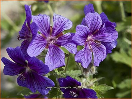 Geranium magnificum | Ooievaarsbek, Tuingeranium | Pr&auml;chtiger Storchschnabel