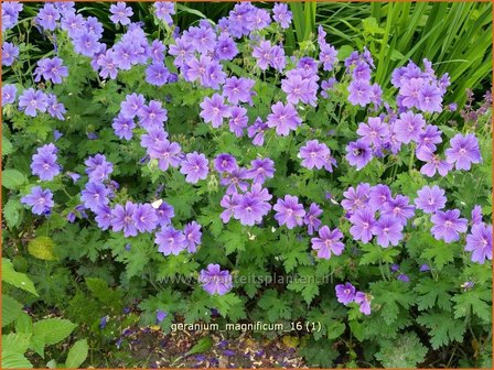 Geranium magnificum | Ooievaarsbek, Tuingeranium | Pr&auml;chtiger Storchschnabel