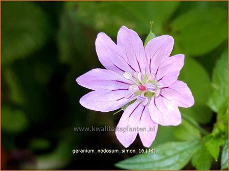 Geranium nodosum &#039;Simon&#039; | Knopige ooievaarsbek, Ooievaarsbek, Tuingeranium | Bergwald-Storchschnabel