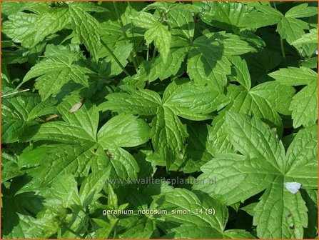 Geranium nodosum &#039;Simon&#039; | Knopige ooievaarsbek, Ooievaarsbek, Tuingeranium | Bergwald-Storchschnabel