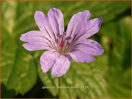 Geranium nodosum &#039;Simon&#039; | Knopige ooievaarsbek, Ooievaarsbek, Tuingeranium | Bergwald-Storchschnabel