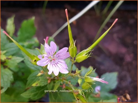 Geranium nodosum &#039;Simon&#039; | Knopige ooievaarsbek, Ooievaarsbek, Tuingeranium | Bergwald-Storchschnabel