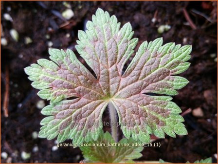 Geranium oxonianum &#039;Katherine Adele&#039; | Ooievaarsbek, Tuingeranium | Oxford-Storchschnabel